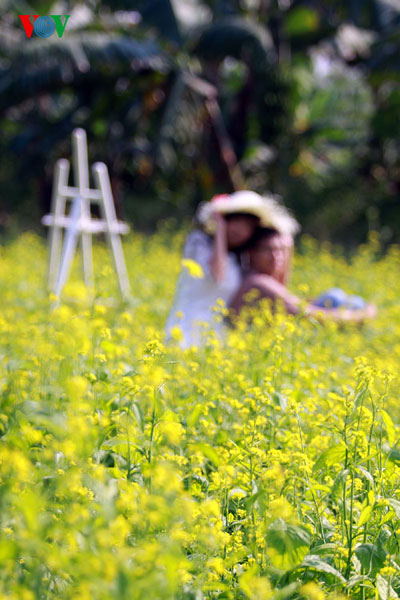 ទួរលេងកំសាន្តដំបន់ខ្ពង់រាប Moc Chau  នាដំណាច់ឆ្នាំ